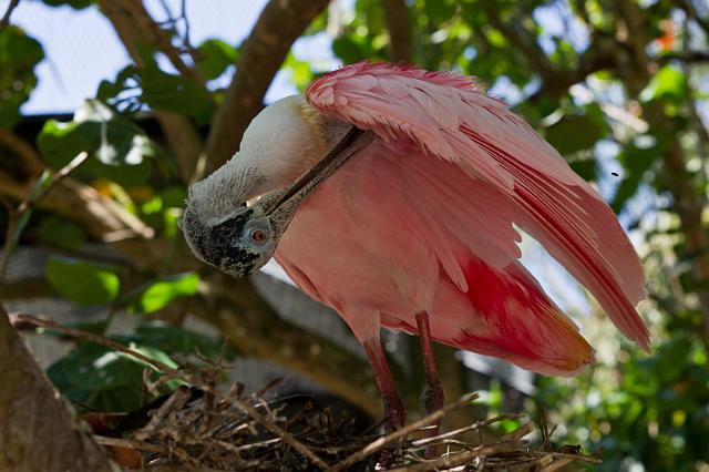 10 Fort Lauderdale, Flamingo Gardens, Roze Lepelaar.jpg
